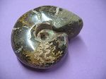 Ammonite Polie Mini